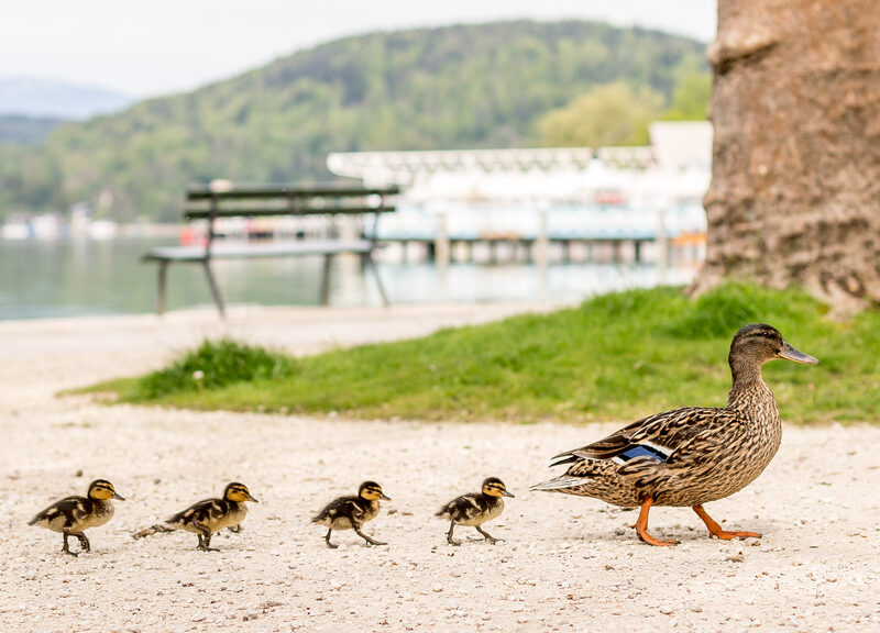 Enten am Wörthersee